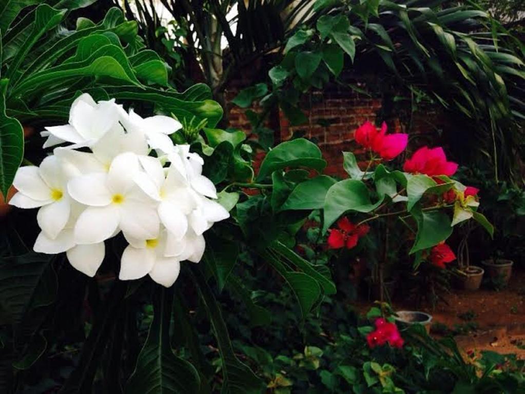Janishi Residencies Hotel Negombo Buitenkant foto